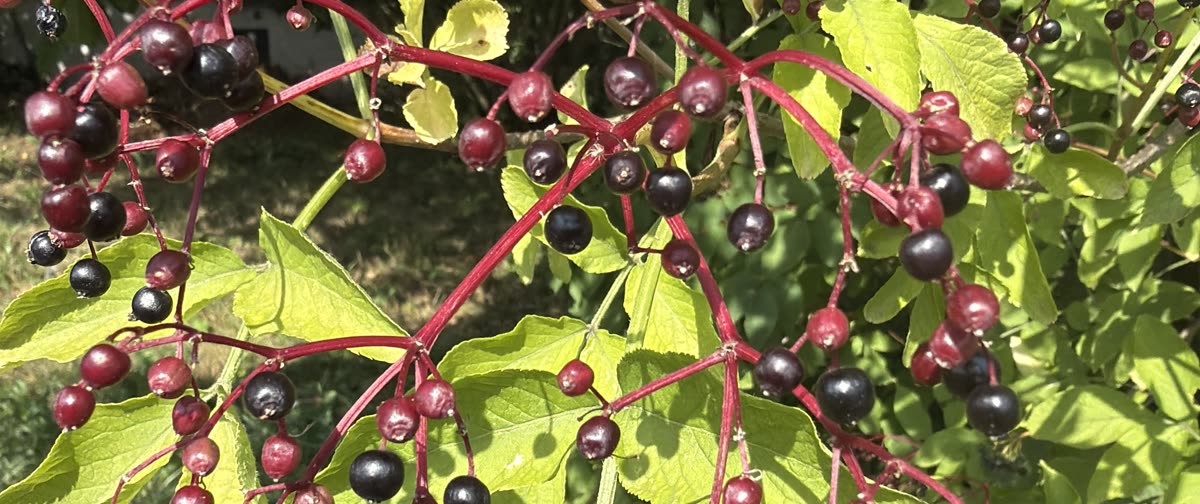 Reife Holunderbeeren an roten Rispen im Spätsommerlicht